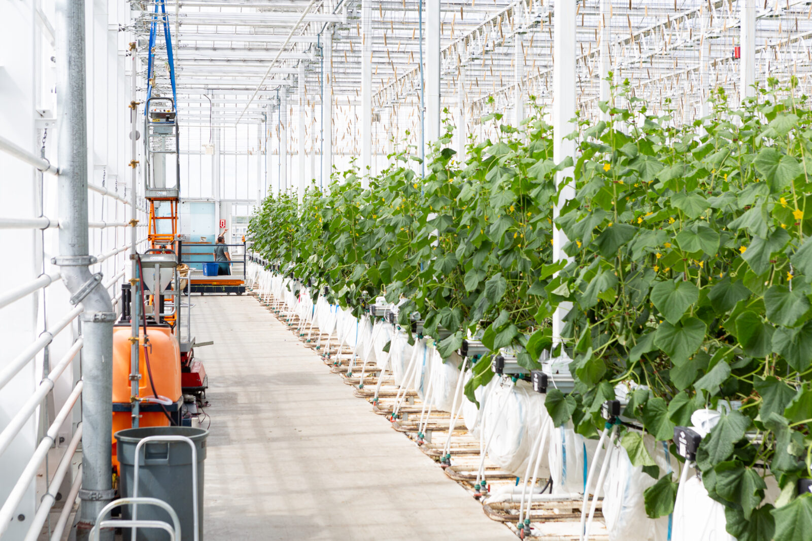 what an indoor farm looks like