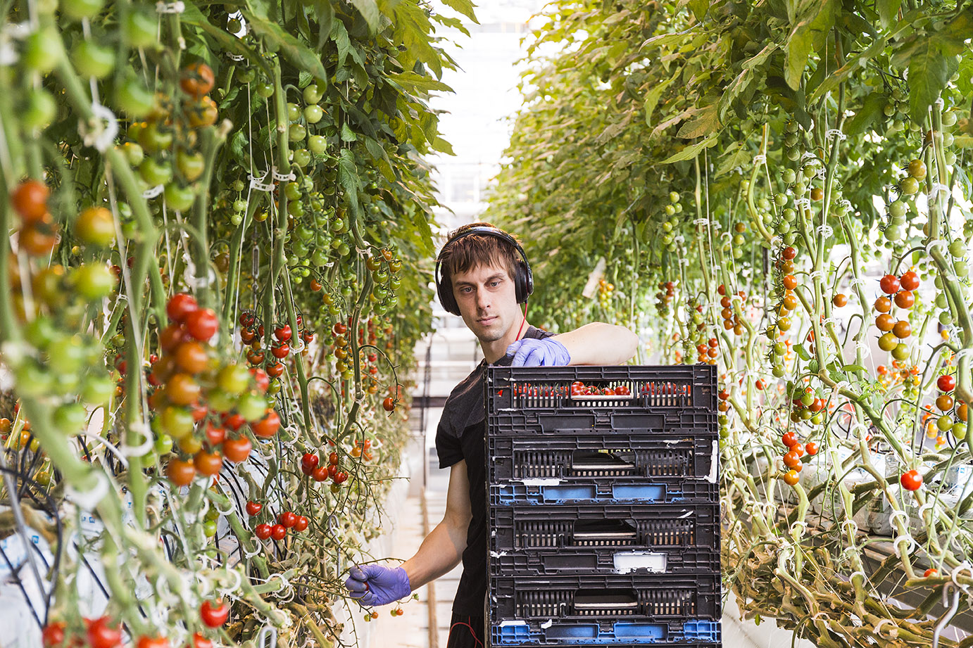 shows what indoor farming looks like