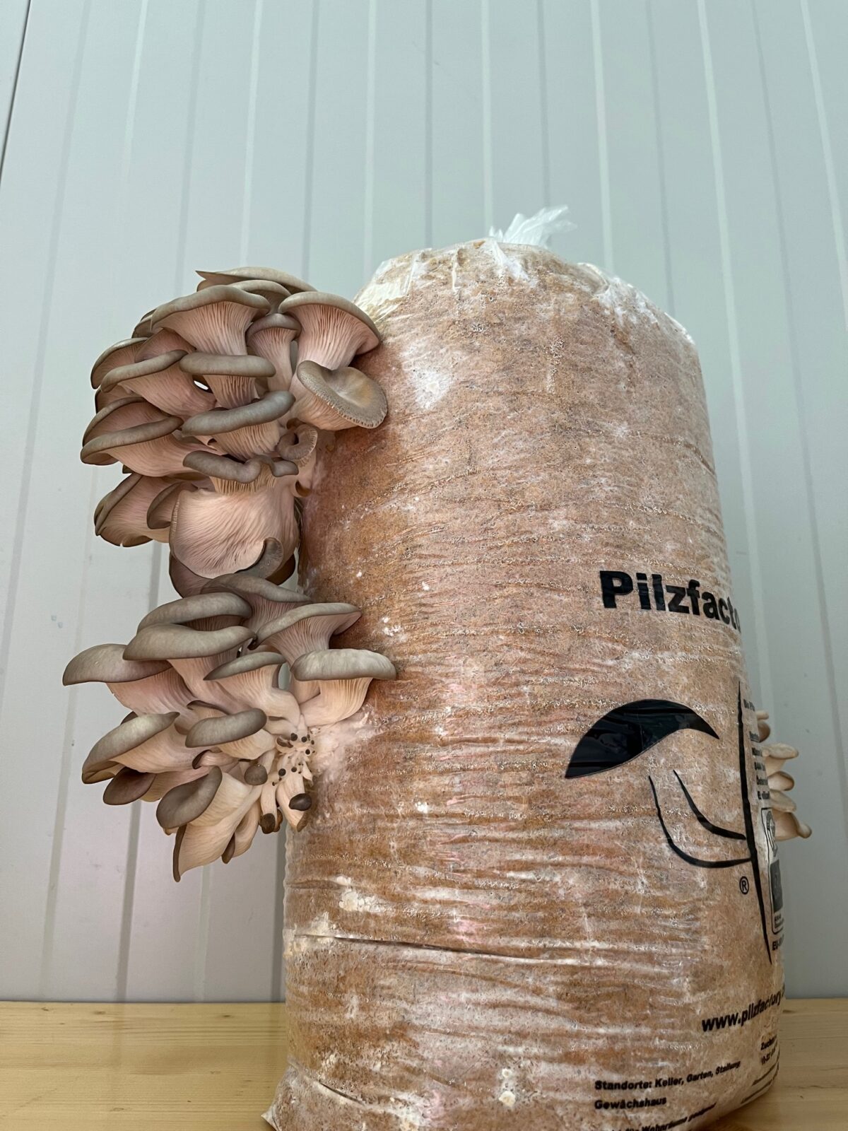 Pilzzucht © Pilzfactory